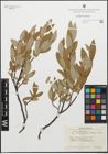 Foto von Salix glauca subsp. stipulifera (Flod. ex Häyrén) Hiitonen